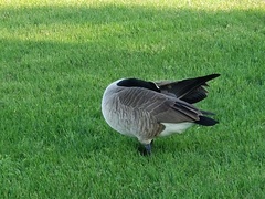Branta canadensis