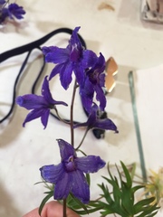 Delphinium brachycentrum