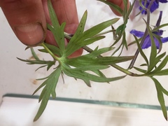 Delphinium brachycentrum