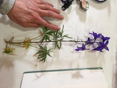 Delphinium brachycentrum