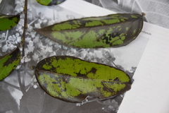 Piparea dentata