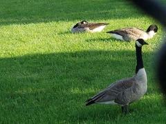 Branta canadensis