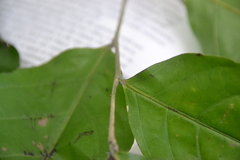 Piparea dentata