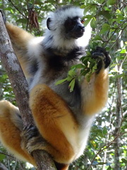 Propithecus diadema