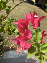 Bougainvillea
