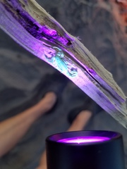 Centruroides exilicauda