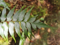 Asplenium nitens