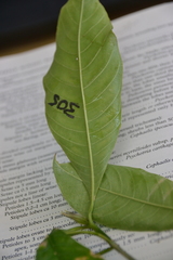 Palicourea violacea