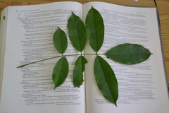 Lonchocarpus heptaphyllus