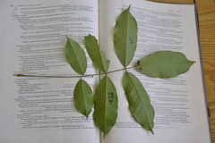 Lonchocarpus heptaphyllus