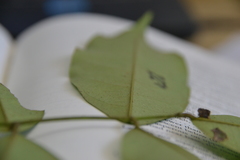 Lonchocarpus heptaphyllus