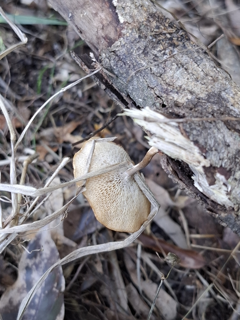 Lentinus arcularius · August 2025 · photo: © kaela43 (iNaturalist, cc-by)