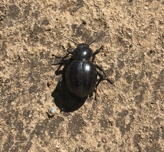 Psammodes
