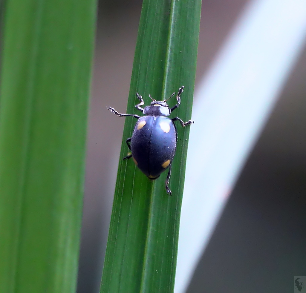 Toxotoma pulchra