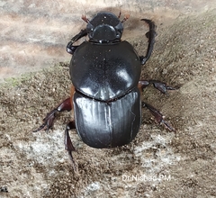 Coleoptera