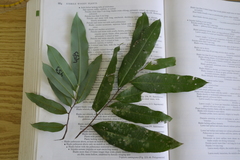 Mosannona garwoodii