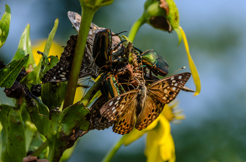 Hackberry Emperor, Douglas, Chicago, IL, USA, photo 7 of 10