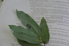 Mosannona garwoodii