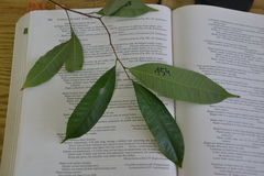 Brosimum alicastrum