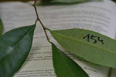 Brosimum alicastrum