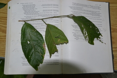 Acalypha macrostachya