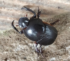 Coleoptera