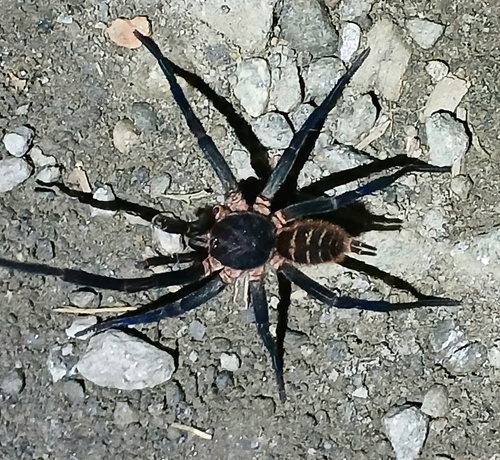 Trechona rufa