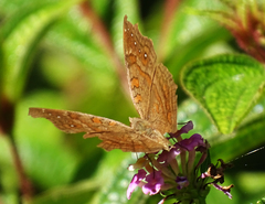 Junonia goudotii