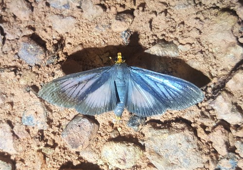 Omiodes croceiceps