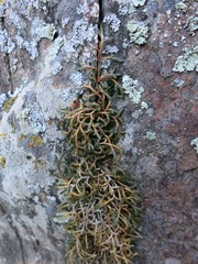 Selaginella mutica