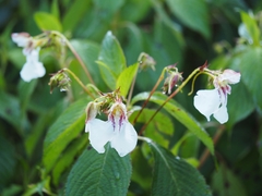 Impatiens tinctoria