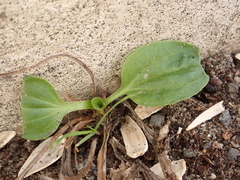 Plantago major