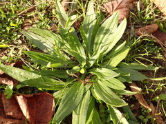 Plantago lanceolata