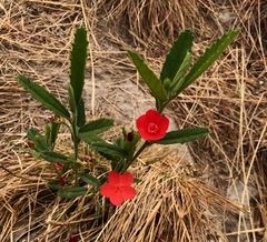 Hibiscus rhodanthus image