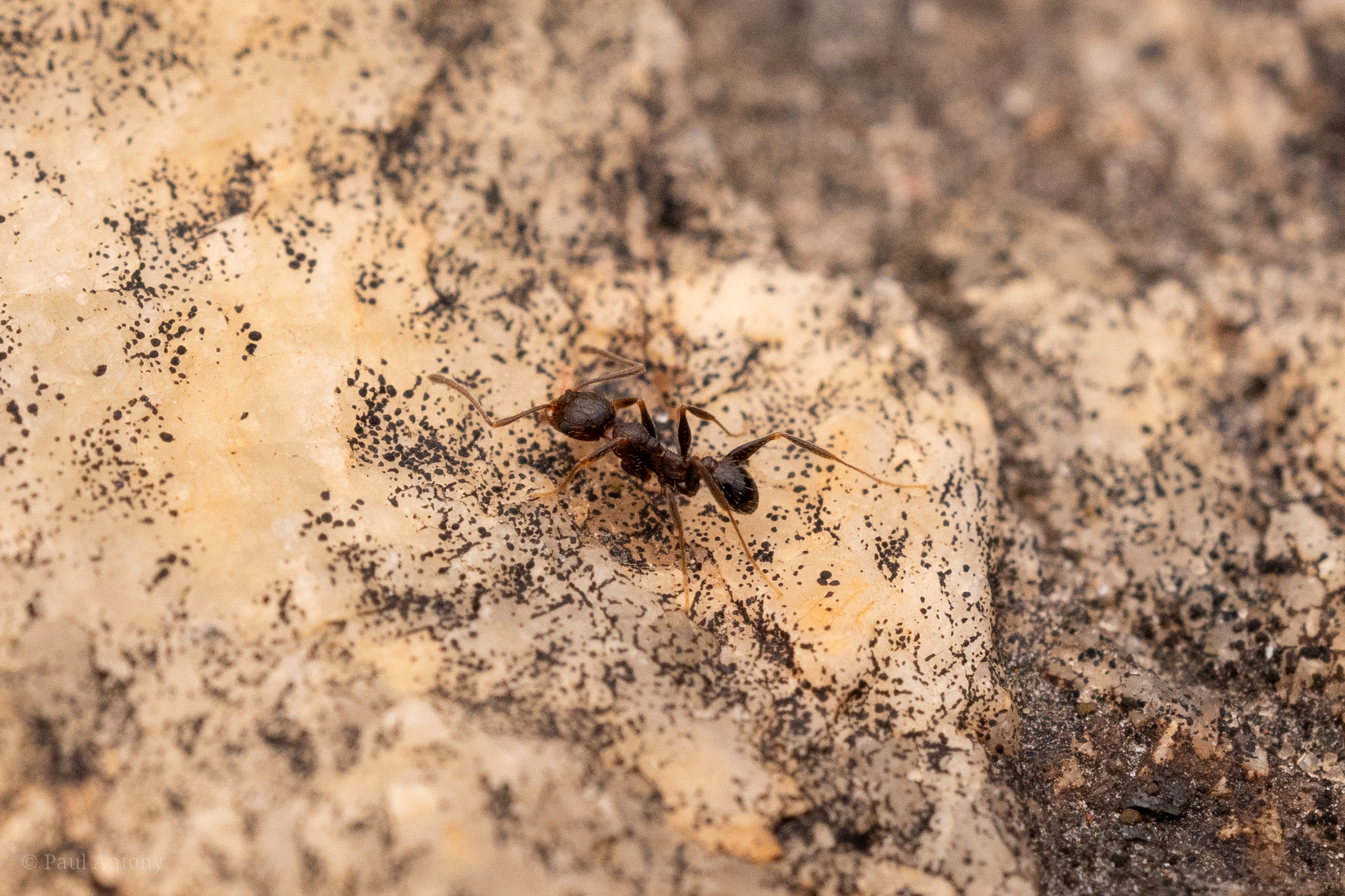 Pheidole ghatica