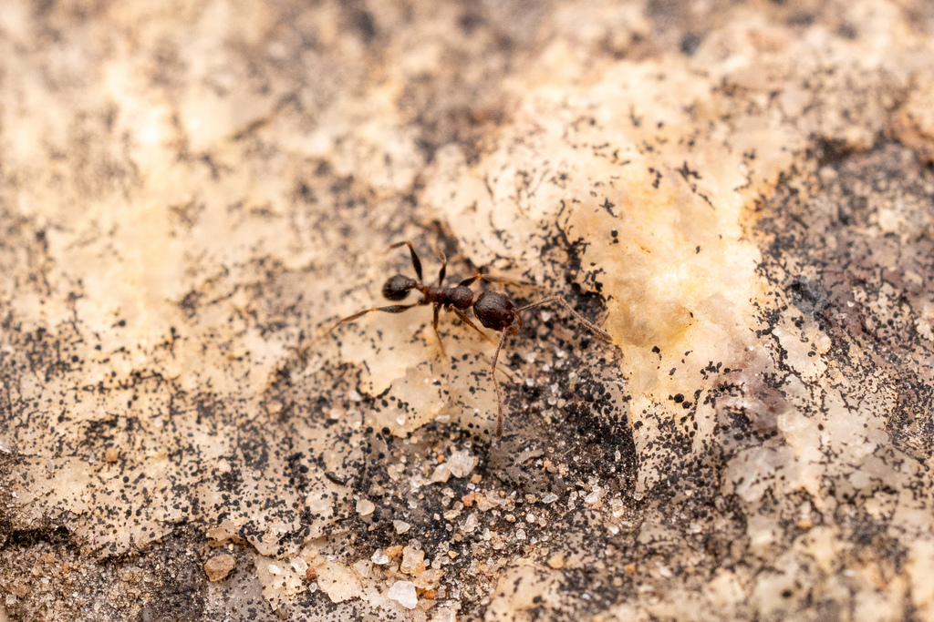 Pheidole ghatica