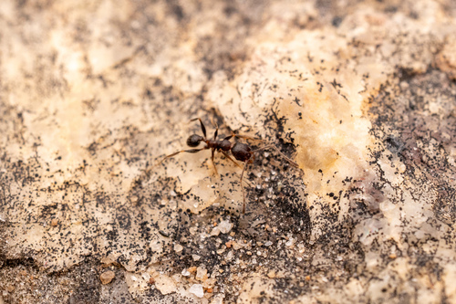 Pheidole ghaticaPheidole ghatica