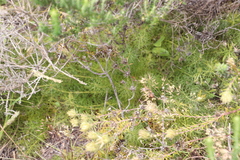 Serruria cyanoides