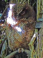 Otus rutilus rutilus