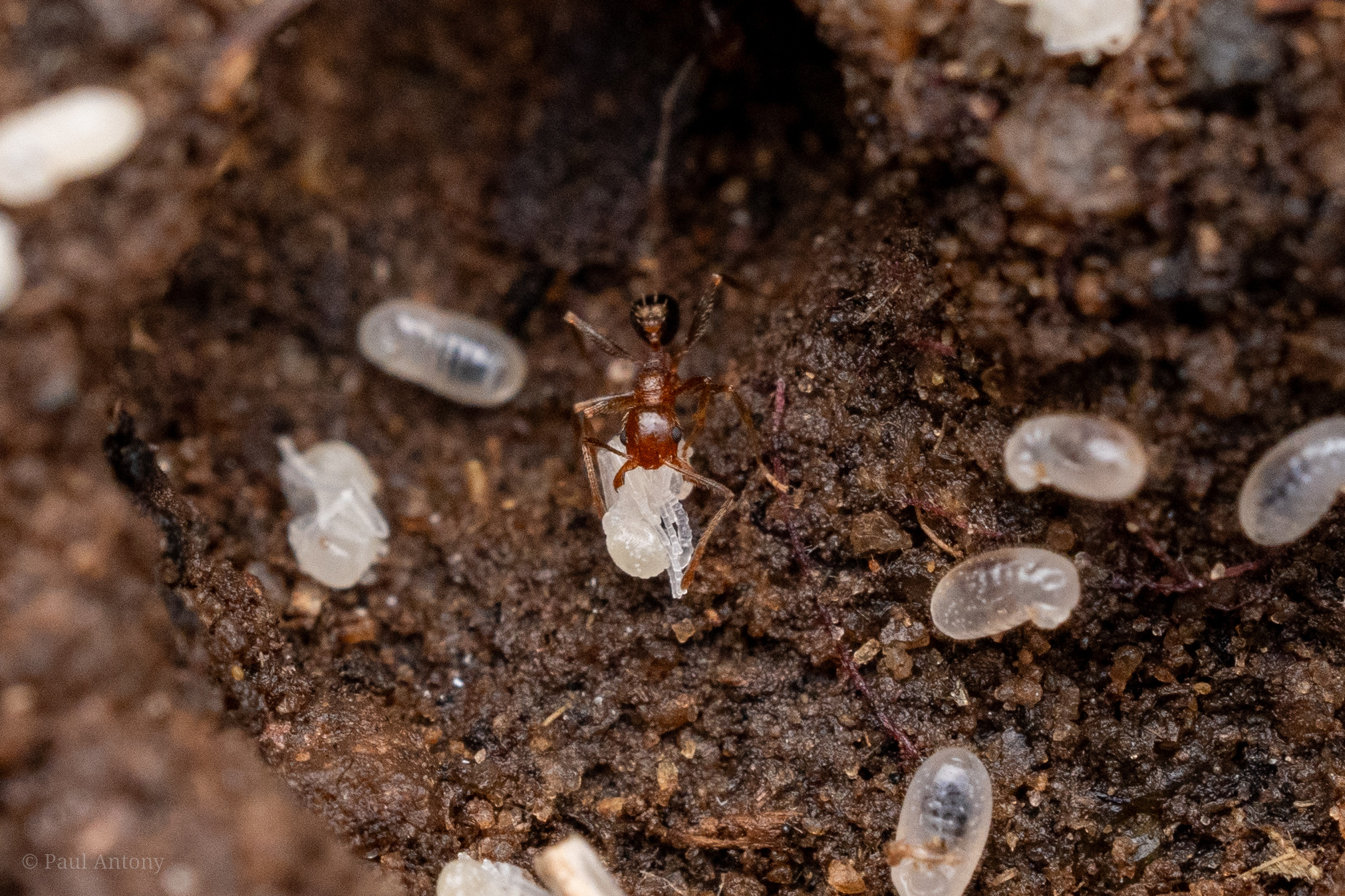 Pheidole coonoorensis