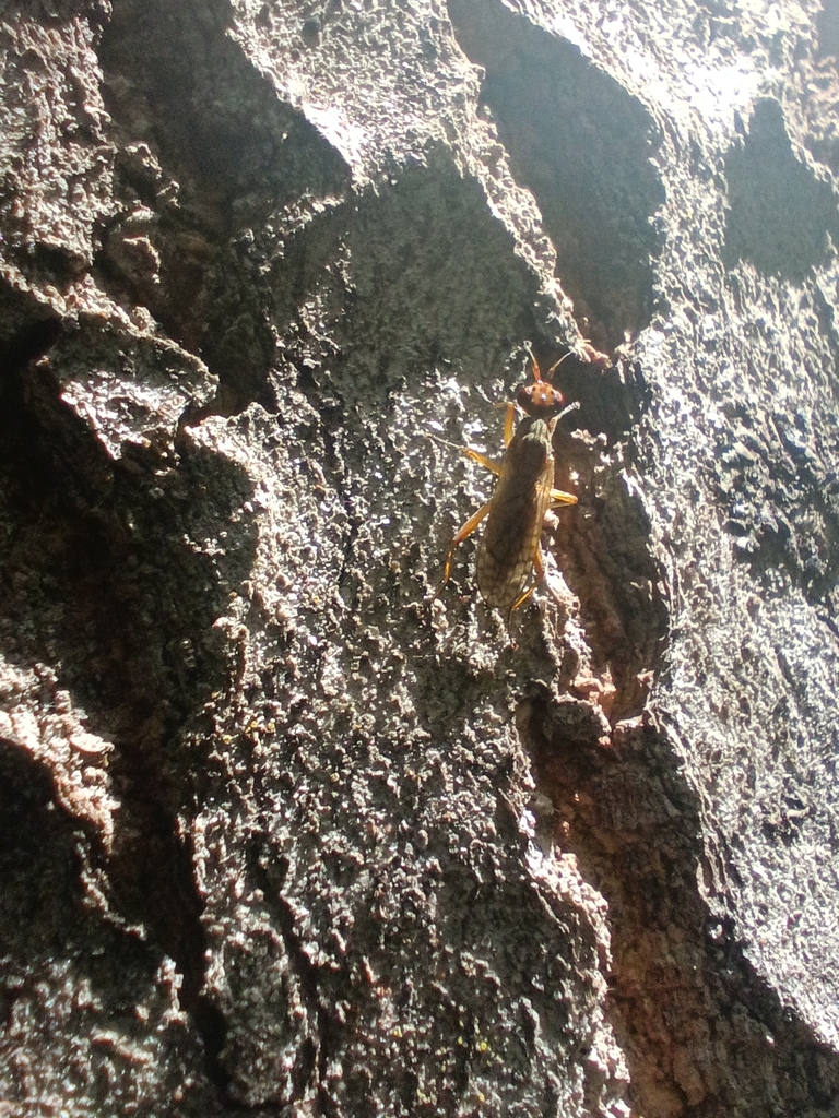 Dichetophora finlandica