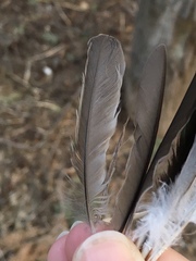 Phoenicurus ochruros gibraltariensis