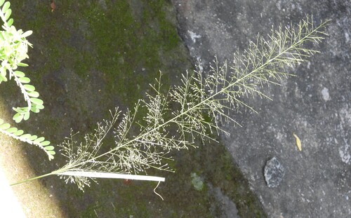 Sporobolus tenuissimus observed 2025-08-15