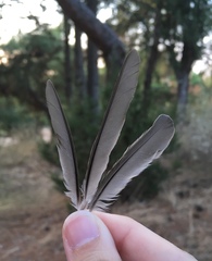 Phoenicurus ochruros gibraltariensis
