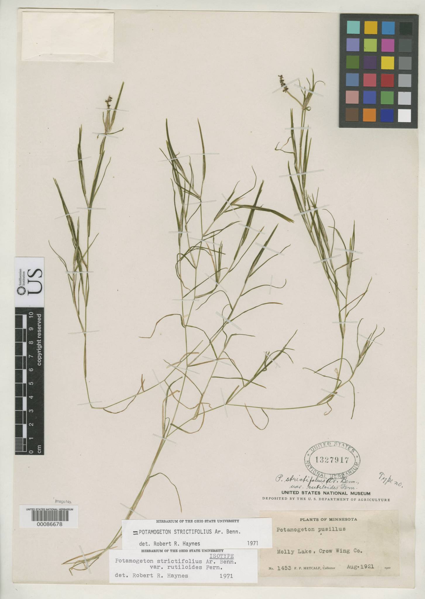 Potamogeton strictifolius