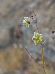 Eriogonum inflatum