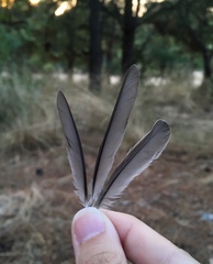 Phoenicurus ochruros gibraltariensis