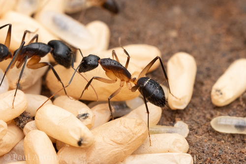 Camponotus lamarckiiCamponotus lamarckii