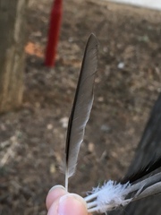 Phoenicurus ochruros gibraltariensis