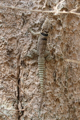 Oplurus cuvieri